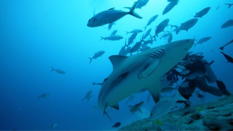 A bull shark, a school of fish and a diver behind them, diving in Bat Islands, Costa Rica.