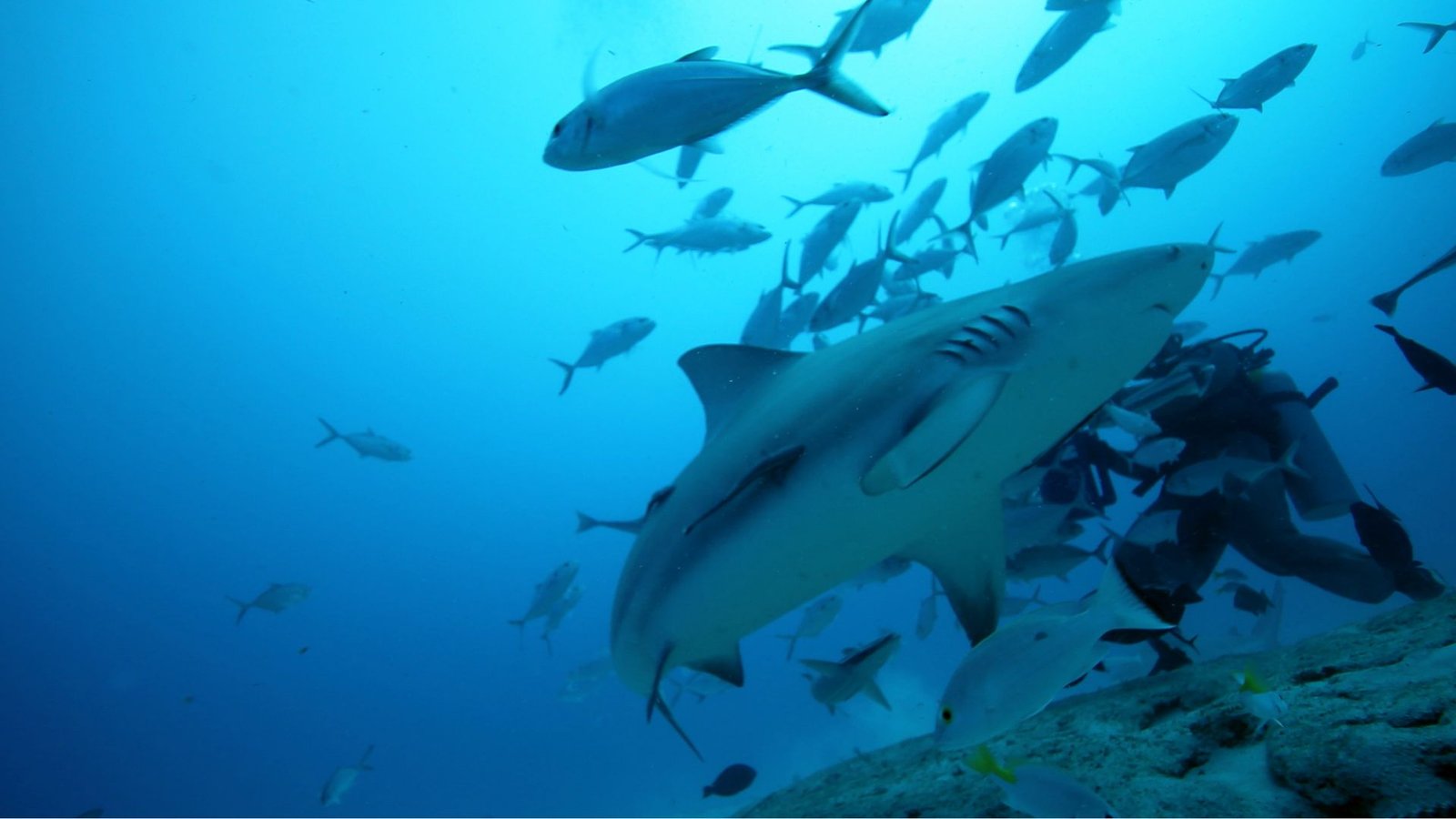 A bull shark, a school of fish and a diver behind them, diving in Bat Islands, Costa Rica.
