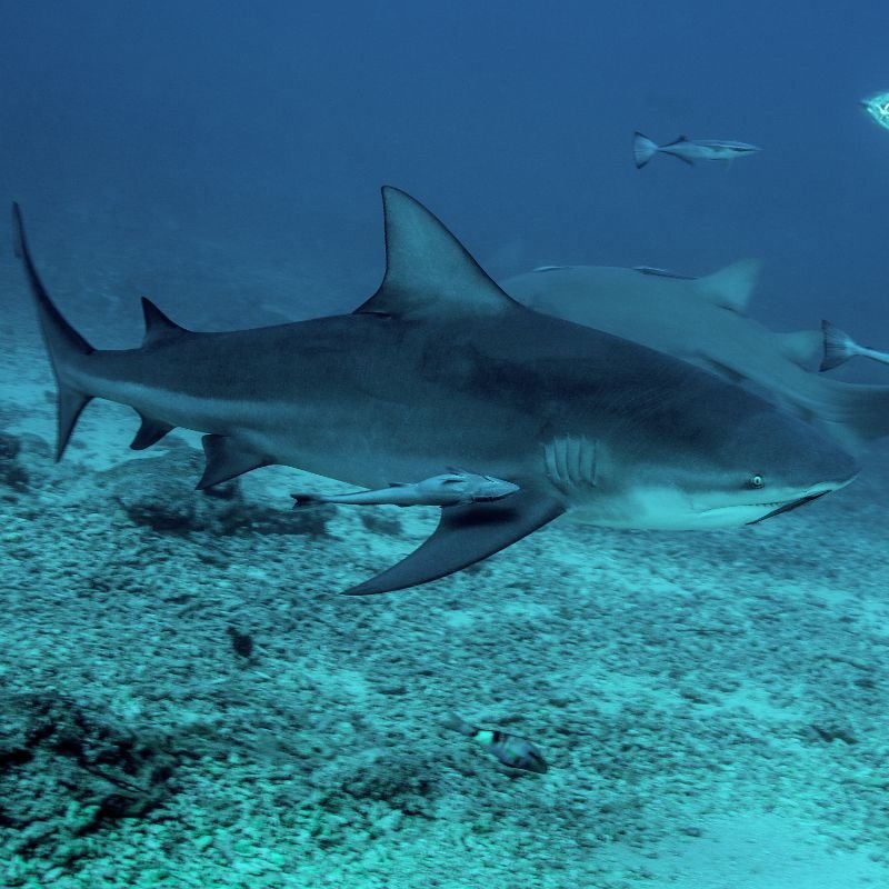 a (4) Bull shark spotted while Diving Catalinas