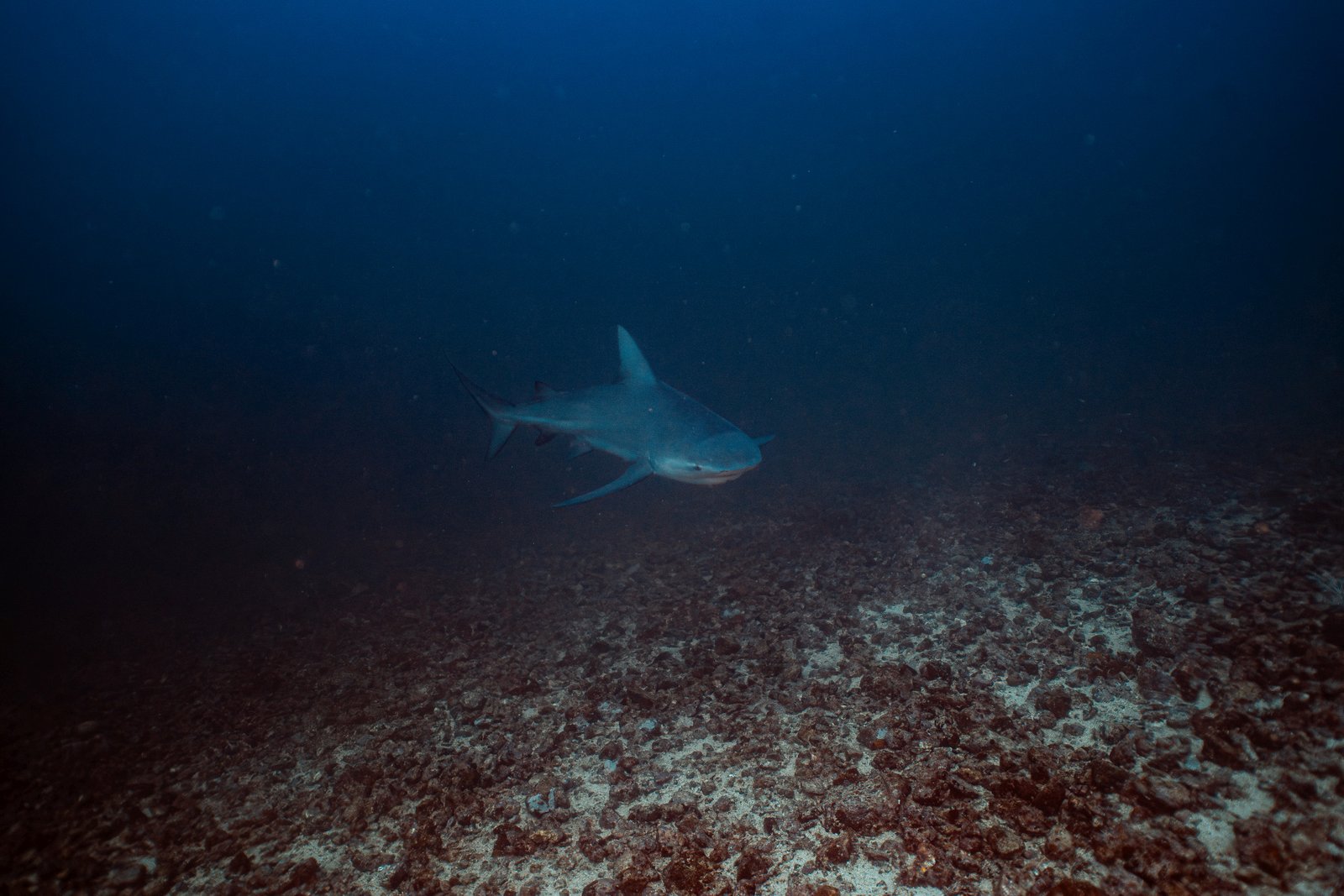Bull shark swimming at Bat Islands, Costa Rica