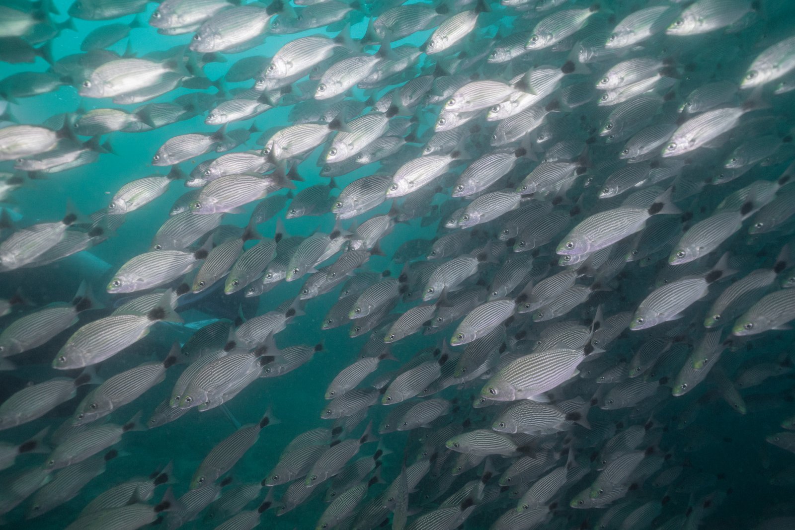 School of Salemas during dive