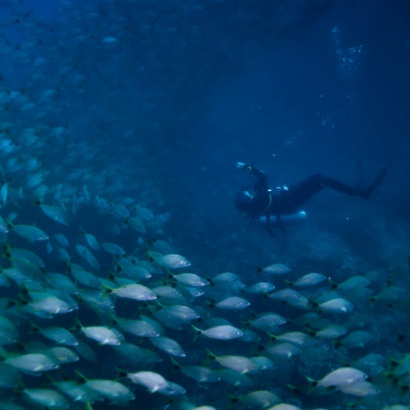 Diver taking a picture between a school of Salemas in Bat Islands, Costa Rica.
