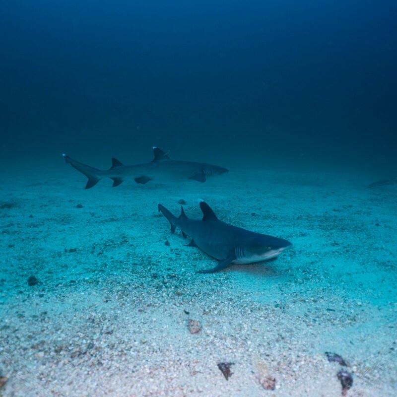 Two bull sharks spotted while diving at papagayo gulf.