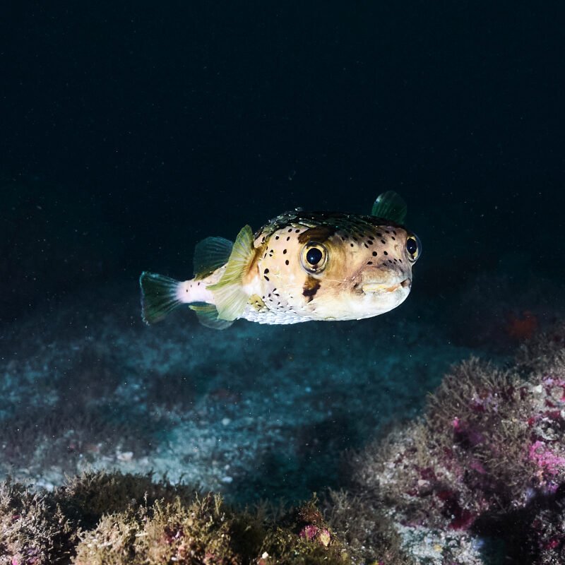 Smiley Pufferfish underwater, photographed by Life & Dive